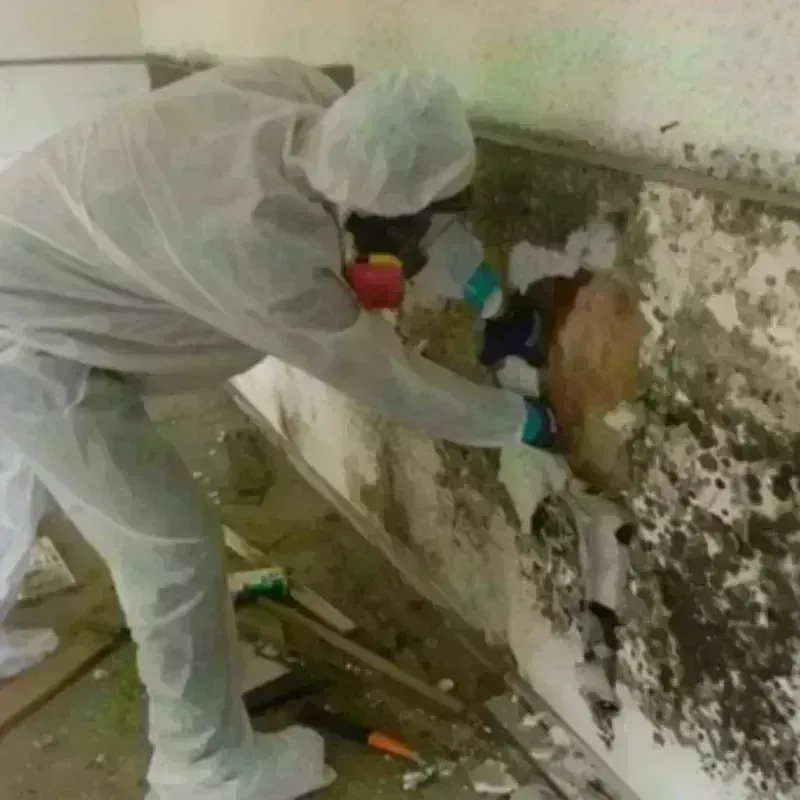 Mold Remediation and Removal in Dardanelle, AR